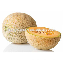 MSM131 Xinzao haute qualité doré graines de melon musqué hybride graines de melon sucré